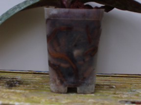 paphiopedilum roots growing in lava rock