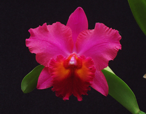 Pot Oconee Circles orchid hybrid