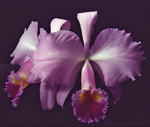 Cattleya-trianaei-'A-C-Burrage'-AM/AOS orchid species