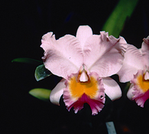 Cattleya-trianaei-'Field's-Variety' orchid species