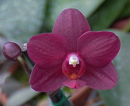 orchid red phal phalaenopsis Ralph Wasdon hackneau, deep red stem prop