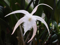 Brassavola David Sanders orchid hybrid