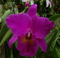 BLC Norman's Bay 'Lucille'  orchid hybrid
