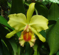 BLC Xanthette 'Chartreuse' orchid hybrid