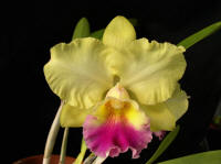 Blc Goldenzelle 'Hackneau' orchid hybrid