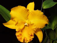 Blc South Island 'Hackneau' orchid hybrid