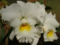 Cattleya Nancy Off '1010' orchid hybrid