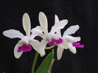 Cattleya intermedia v Candida Splendida 'Joe' orchid species