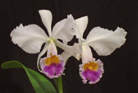 Cattleya mendelii v coerulea ordhid species