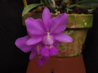 Cattleya walkeriana 'Equilab' orchid species
