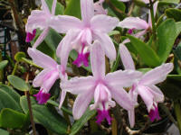 Cattleya intermedia v punctata ex Miranda orchid species