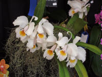 Cattleya schroederae orchid species