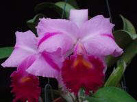 Cattleya trianaei 'Mooreana'