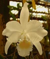 Cattleya trianaei v alba 'Broomhill'