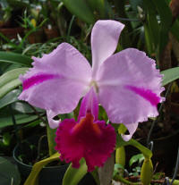 Cattleya trianaei v mooreana 'Clement Moore' orchid species