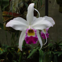 LC Higher Ground 'Hardy Heritage' orchid hybrid