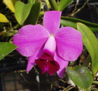 Laelia pumila (praestans) orchid species