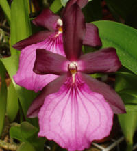 Miltonia-spectabile-var-mooreana-'Mendenhall'