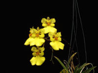 Oncidium Midas