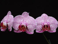 Phalaenopsis Alysha's Dots 'Rosemarie