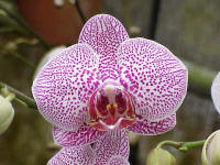 Phalaenopsis Alysha's Dots 'Rosemarie'