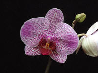 Phalaenopsis Alysha's Dots 'Spotty'