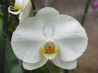 Phalaenopsis Art Hall 'Hackneau'