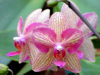 Phalaenopsis Melodius Bells 'Virginia's Splish Splash'