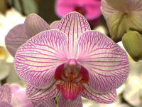 Phalaenopsis Mem Levant Chen 'Hackneau'