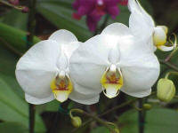 Phalaenopsis Pineapple Delight