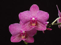 Phalaenopsis Regal Dots