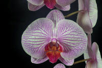 Phalaenopsis Zeynep 'Hackneau' AM/AOS