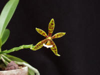 Phalaenopsis borniensis