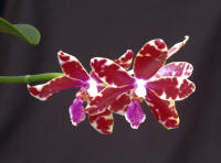 Phalaenopsis corningiana ex H P Norton