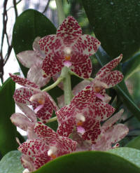 Phalaenopsis gigantea 'Hackneau'