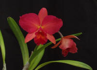 Pot (BLC George King x SLC Tangerine Jewel) orchid hybrid