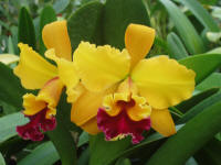 Pot (Caesar's Head x LC Chine) v 'Hackneau' orchid hybrid