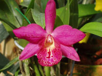 Pot (SLC Precious Stones x BLC Golden Tang) orchid hybrid