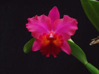 Pot Oconee Circle orchid hybrid