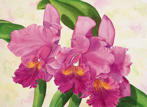 Orchid Intoxication, Cattleya Nigrescent Troubadore art print