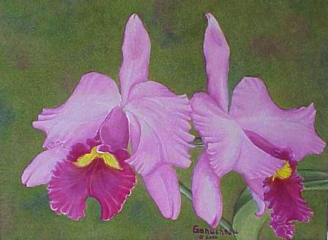 Cattleya hybrid orchid watercolor painting C Irene Finney 