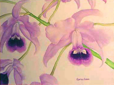 Cattleya bowringiana watercolor art painting orchid species blue