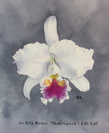 watercolor painting of the cattleya orchid cross-hybrid Lc Rita Renee Matriarch