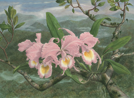 painting of cattleya schroderae with forest background orchid species