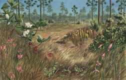 watercolor painting of the green swamp with carnivorous plants and orchids. Long leaf Pine savannah