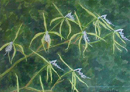 Epidendrum ciliare original art cattleya orchid watercolor painting 