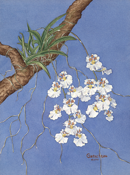 Oncidium orchid equitant art watercolor painting