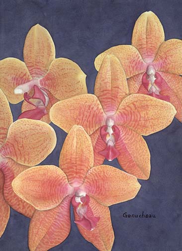orchid art phaleanopsis orchids hybrid phal painting giclee print (Hausermann's Goldcup x violacea)