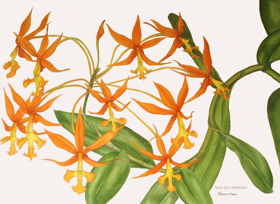Epidendrum schomburgkia; watercolor art painting of the orchid species reed-stem