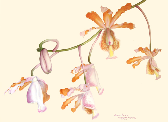 Schonburgkia tibicinus; watercolor art painting of the orchid species